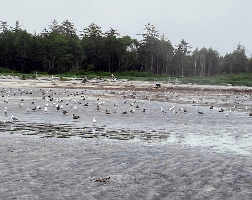 Bear walking on beach with birds around